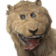 Illustration for article titled Lions stuffed in 1731 by taxidermist who had never seen an actual lion...